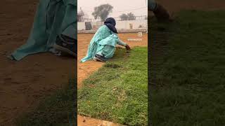 Lawn ready in just an hour garden plantlover viralvideo youtubeshorts nature gardeningvideos [upl. by Nahbois23]