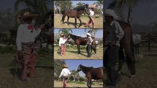 Rancho Wysmarines â™ž caballos [upl. by Gassman]