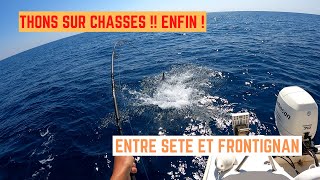 THONS sur CHASSES  ENFIN  Entre SETE et FRONTIGNAN [upl. by Sira]