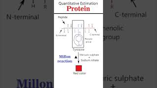 Millon and Folin Ciocalteu reaction csirnet iitgate iitjam [upl. by Anidnamra]