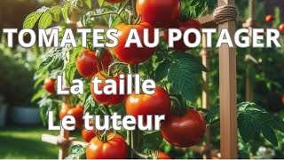 Tomates au potager La taille et le tuteur [upl. by Yssej]