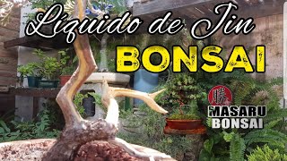 COMO APLICAR LIQUIDO DE JIN EN BONSAI  POLISULFURO DE AZUFRE [upl. by Seugram759]