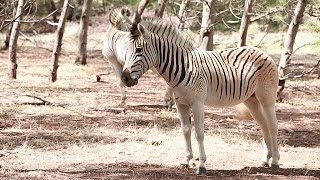 Scientists hope to bring back extinct Quagga Zebras [upl. by Massie468]