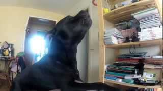 staffordshire bull terrier howling [upl. by Danyluk]