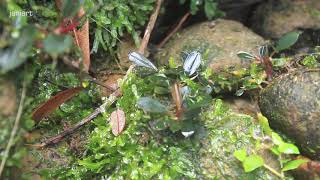 Bucephalandra and Its Natural Habitat  West Borneo [upl. by Wanonah]