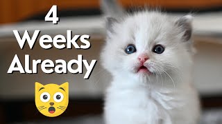 Ragdoll Kittens 4 Weeks Old 🐱 Cute Teddy Kittens [upl. by Kathryne]