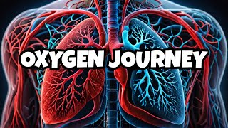 How Is Oxygen And Carbon Dioxide Transported In Human Beings [upl. by Angeli]