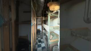 Quick Coop Tour  Tuff Shed Chicken Coop  Raising Chickens in the Desert [upl. by Aehtna]