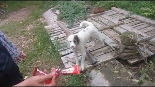 Pregnant Brown Stray dog and White Stray dog  Mountain Village  Autumn Falls trending viralvideo [upl. by Yelrebma132]