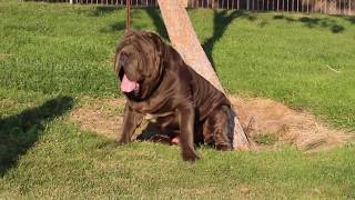 Mega Thee PHD Neapolitan Mastiff [upl. by Yuzik344]