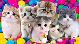 10 VIDEO KUCING PALING LUCU DAN NGAKAK [upl. by Darcie]