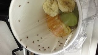 7 Reliable Ways to Get Rid of Gnats in Your House [upl. by Aicak]