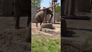 Elephant Expertly Balances Logs at Basel Zoo [upl. by Northway]