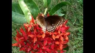 Malabar Raven Butterfly  Papilio dravidarum [upl. by Yasnil]