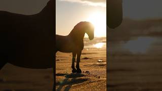 Schleich Horse Photography❤️shortsvideo photography schleichpferde schleichhorseclub beautiful [upl. by Calvina]