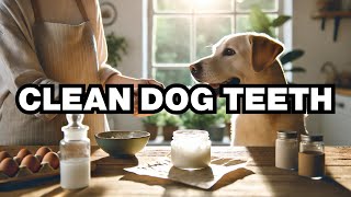 How To Clean A Dog’s Teeth Naturally Explained [upl. by Cinimmod]