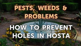 How to Prevent Holes in Hosta [upl. by Annatsirhc]