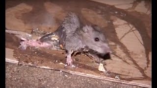 Prolifération de rats à Paris  la vidéo choc [upl. by Peterman]