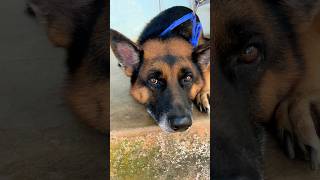 German shepherd dog 🐕 youtubeshorts k9 dog armydog shortvideo pets [upl. by Inaffit]