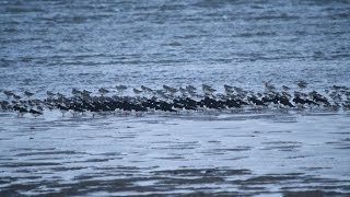 Sea bird Murmuration Hoylake Beach 7114 [upl. by Nerine112]