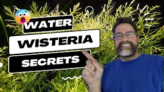 Ultimate Guide to Water Wisteria The Most Versatile Aquarium Plant amp How to Grow It Successfully [upl. by Yeliw]