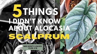 5 THINGS I DIDNT KNOW ABOUT ALOCASIA SCALPRUM  SAMAR LANCE [upl. by Gibert]