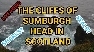 Live Cam of Sumburgh Cliffs in Scotland [upl. by Balkin]