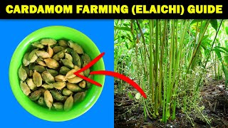 Cardamom Farming  Cardamom Elaichi Cultivation  How to grow Cardamom at home from Seed [upl. by Adriene314]