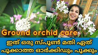 Ground orchid flowering tips  Spathoglottis Plicata  Gardening Malayalam  shilpazz thattikootu [upl. by Nauqaj]