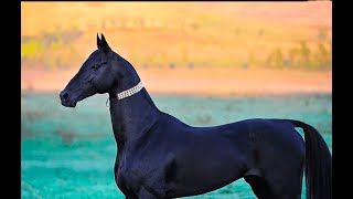 Top 5 The Most Expensive Horses In The World Rich Horse Racing Champion [upl. by Anauqahc]