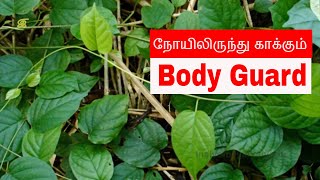 Guduchi Powder Benefits  Seenthil Powder Uses  Tinospora cordifolia in Tamil [upl. by Benedetta]