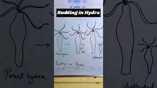 Budding in hydra  asexual reproduction in hydra hydra shorts biology [upl. by Tletski]