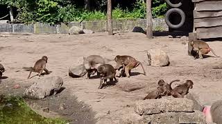 Hamadryas baboon and their enclosure [upl. by Niran]