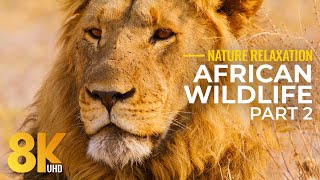 Incredible Nature and Wildlife of Botswana in 8K  Immersive Journey to the Heart of Africa  Part 2 [upl. by Gibbie]