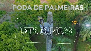 Poda de Palmeiras  Corte e Poda [upl. by Wolff]