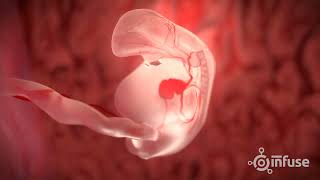 Fetal Development 3D Animation  Infuse Medical [upl. by Johst]