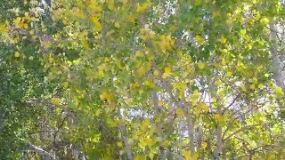 Quaking Aspens One of my Favorite Sounds [upl. by Nosam409]