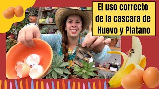 CASCARAS de HUEVO para tus PLANTAS ¿Potente ABONO CASERO  La Huerta de Ivan [upl. by Eelnyl]