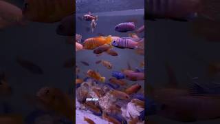 MALAWİ BARSCHE CİCHLİDS AFRİCAN CHINDONGO SAULOSI FARM🗿fishtank malawicichlids africancichlids [upl. by Welsh]