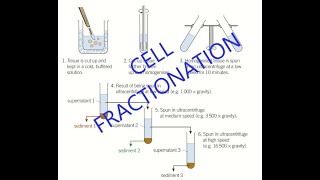 Cell Fractionation  A level Biology [upl. by Culbertson]