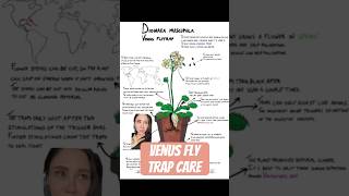 Venus fly trap care venusflytrap plantcare plants houseplants indoorplants carnivorousplants [upl. by Rinaldo]