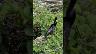 Wildlife sanctuary youtubeshorts shortsfeed birdslover explorepage birdwatchingbliss [upl. by Ecela]