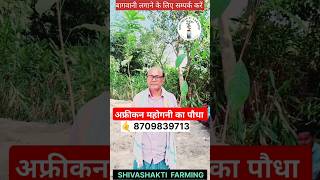 African mahogany trees short video mahoganywoodtreefarming agriculture treefarm महोगनी shorts [upl. by Nodnar]