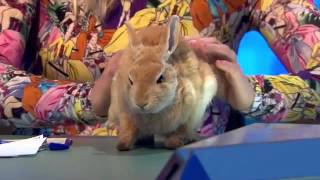 8 Out Of 10 Cats Does Countdown Series 7 Episode 3 [upl. by Ayet996]