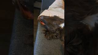 Sasha demonstrates the Sprocker Sprawl [upl. by Mak]