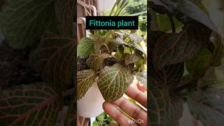 Fittonia plant Nerve plant Painted net leaf mosaic plant complete care of Fittonia [upl. by Maroj]