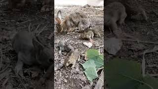 Wild Rabbits animal pets rabbit bunny love [upl. by Cissiee722]