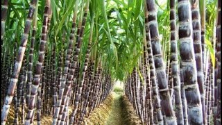 Use of BioFertilizer for Sugarcane GrowthHindi [upl. by Grimbly]