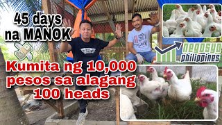 KUMITA NG 10000 PESOS SA ALAGANG 100 HEADS NA 45 DAYS NA MANOK  Negosyo Philippines [upl. by Whitten875]