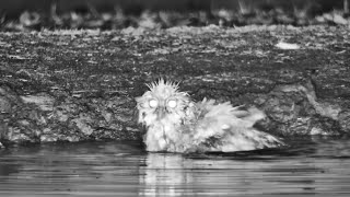 A Bedraggled Owl After Bath Time [upl. by Alyac974]